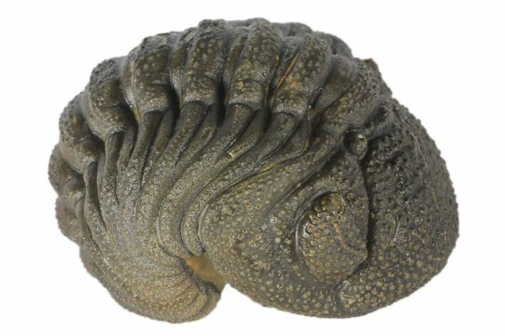 Wide, Bumpy Enrolled Morocops Trilobite #125153